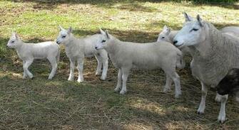 Cheviot Sheep Cool HD Wallpaper Hivewallpaper
