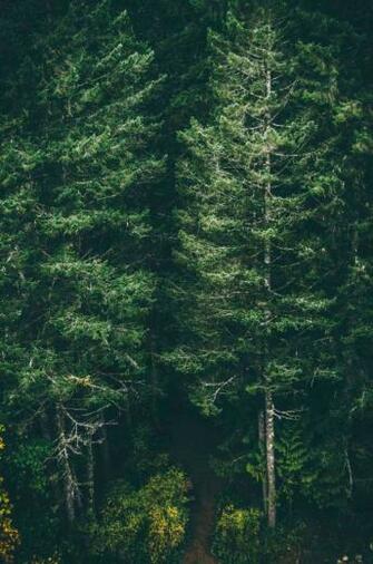 Is Dark Forest iPhone Wallpaper The Most Trending Thing Now