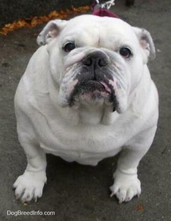 Bulldog Pictures