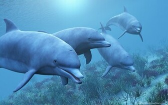 Wallpaper Of Dolphins Computer Desktop Image Pictures