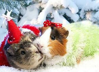 Christmas Animals Wallpaper