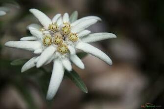 Edelweiss Flower HD Desktop Wallpaper Say Something Famous