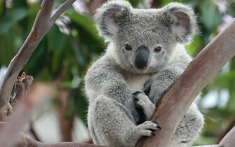 Koala Wallpaper Hintergr Nde Id