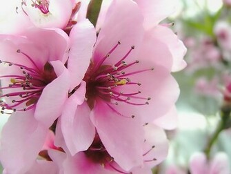Spring Flowers Desktop Pc And Mac Wallpaper