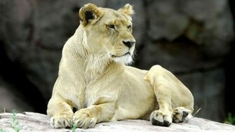 Emotionally HD White Lion Wallpaper Designemerald