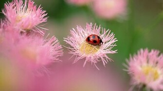 Top Lady Bug Wallpaper Flower Myspace Background