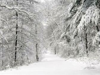 Cold Winter In The Woods Wallpaper For Desktop