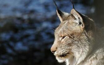 Stunning HD Lynx Wallpaper HDwallsource