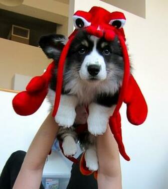 Freya Von Finally Got A Lobster Costume But She Doesn T Seem