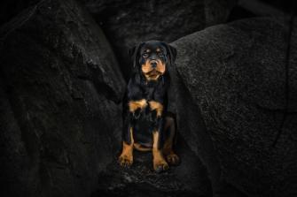 Rottweiler Wallpaper Top Background