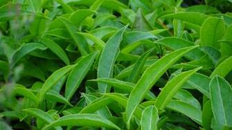 Greenleaf Wallpaper