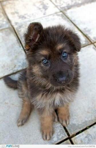 German Shepherd Puppies