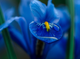 Blue Iris Flower 0z4d7912dcwvudrm Wallpaper