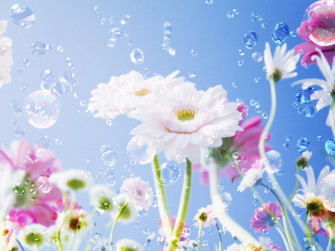 Flowers Wallpaper