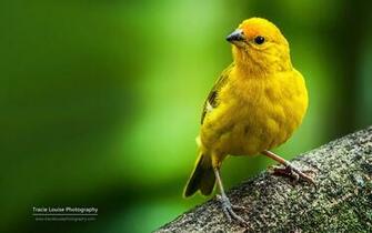 Colorful Bird Microsoft Official Wallpaper Animal