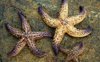 Keywords Starfish Wallpaper Desktopwallpaper