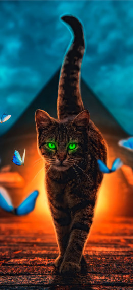 Cats iPhone Wallpaper