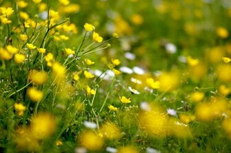 Spring Meadow With Flowers Wallpaper And Image
