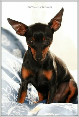 Miniature Pinscher Wallpaper Image
