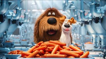 The Secret Life Of Pets Image For Background