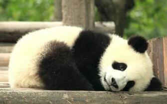 Baby Pandas Are Beautiful It S A Shame They An Endangered