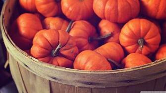 Basket Full Of Pumpkins 4k HD Desktop Wallpaper For Ultra