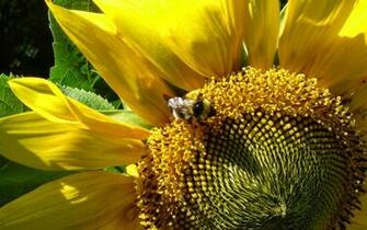 HD Wallpaper Desktop Insects