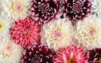 Flower Wallpaper