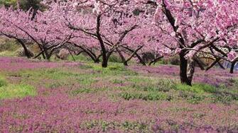 Spring Is Coming Wallpaper Pictures