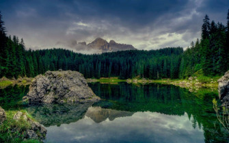 Dark Green Forest Wallpaper