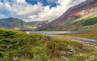 Wallpaper Clouds Mountains Lake Wales Sheep Snowdonia Image