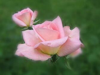 Beautiful Pink Roses Wallpaper