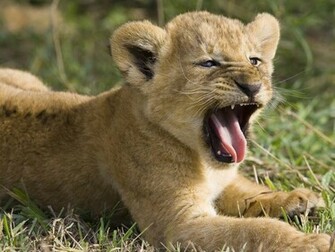 Scary Lion Cub Wallpaper