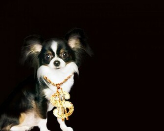 Chihuahua In Black Background Wallpaper IwallHD