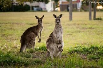 Baby Kangaroo Pictures HD Wallpaper And