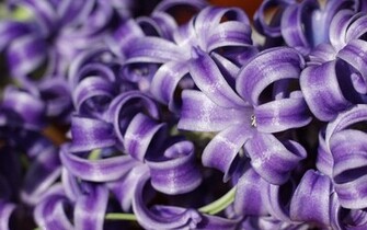 Hyacinth Wallpaper
