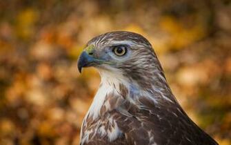 Wallpaper HD Hawk Profile Expert