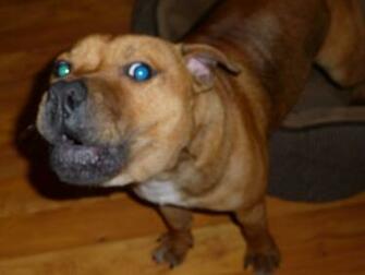 Staffordshire Bull Terrier Image Ted HD Wallpaper And Background