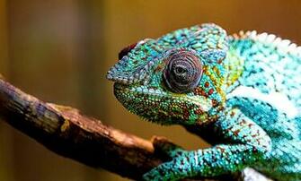 Chameleon Bokeh HD Wallpaper