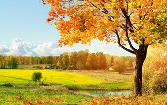 Single Tree Desktop Background Wallpaper Of Green
