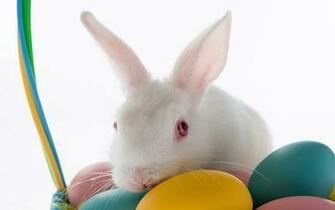 Easter HD Wallpaper Cute Bunnies Jpg