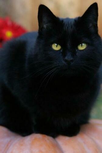 Black Fat Cat iPhone Wallpaper