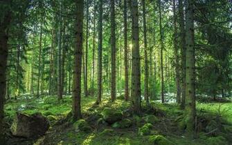 Pine Tree Forest Android Wallpaper