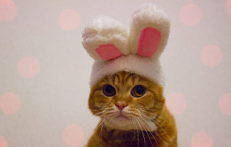 Wallpaper Cat Look Kitty Background Portrait Rabbit Red