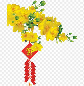 Hoa Mai O Tet Png Image With Transparent Background Toppng