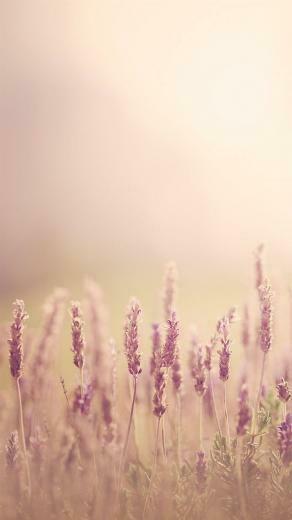 Pure Blurry Land Bokeh iPhone Wallpaper