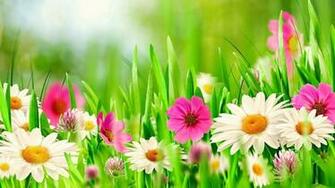 Wallpaper HD Beautiful Spring Cover Photos Flowers