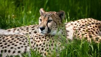 HD Wallpaper High Definition Quality Desktop