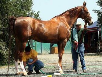 American Saddlebred