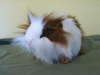 Guinea Pigs Image Wallpaper Photos